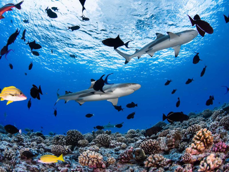 Photo sous marine en contre-plongée avec deux requins à pointes noires, poissons multicolores et patates de corail.