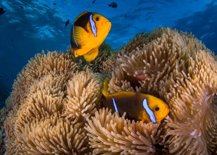 Fonds marins en Polynésie française. Deux poissons tropicaux oranges, dans une anémone.