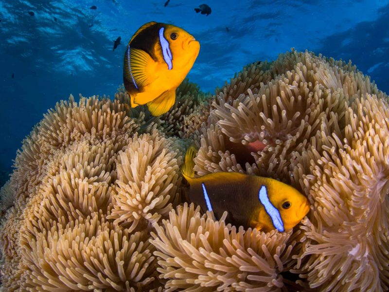 Fonds marins en Polynésie française. Deux poissons tropicaux oranges, dans une anémone.