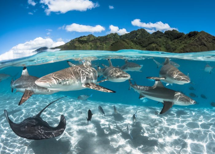 Plongée en Polynésie - vue à moitié submergée dans le lagon avec requins pointe noire et raie pastenague, et montagne de Moorea en arrière plan.