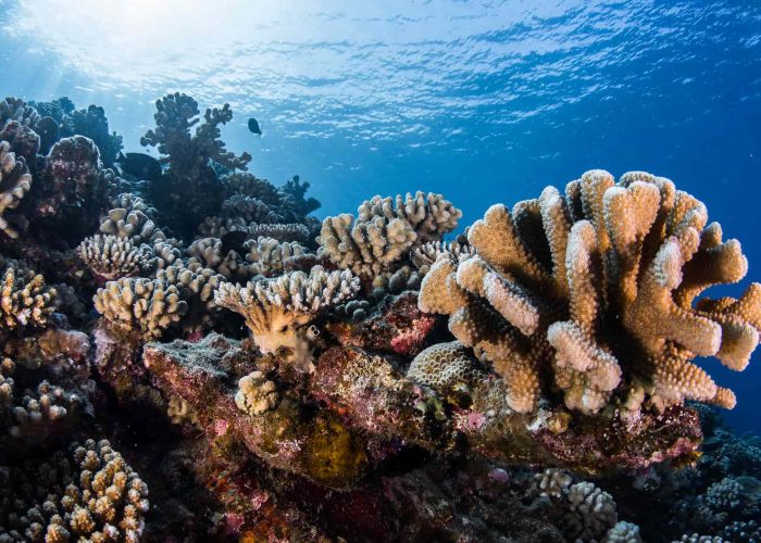 Plongée et Snorkelling en Polynésie - fonds marins avec coraux colorés.