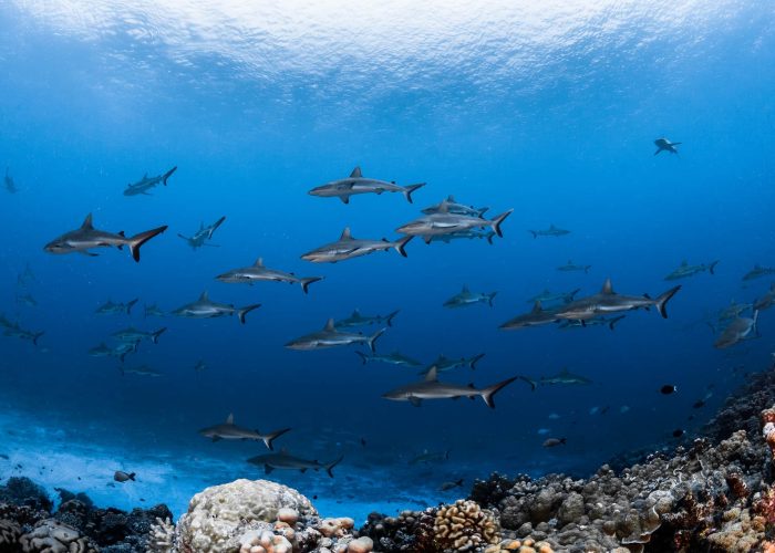 Plongée et Snorkellling en Polynésie - mur de requins dans la passe TUMAKOHUA de Fakarava Sud.