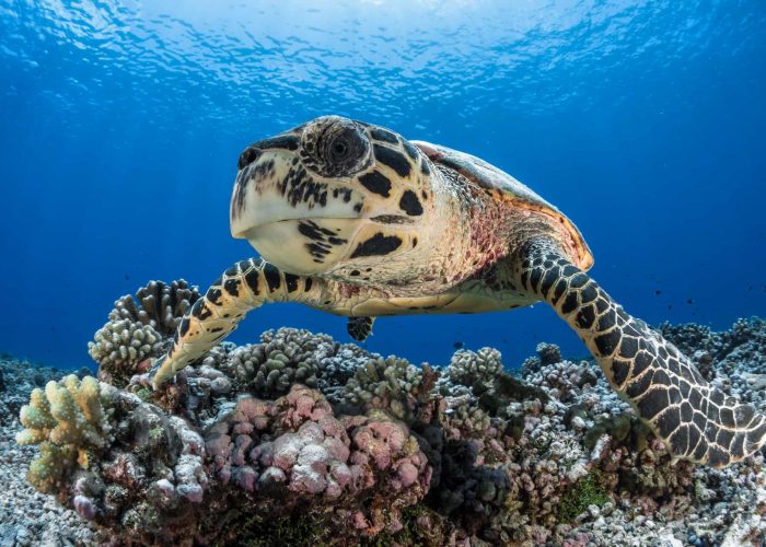 Plongée et Snorkelling en Polynésie - gros plans sur une tortue de mer dans l'océan. Corail en arrière plan.