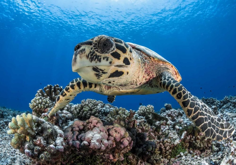 Plongée et Snorkelling en Polynésie - gros plans sur une tortue de mer dans l'océan. Corail en arrière plan.