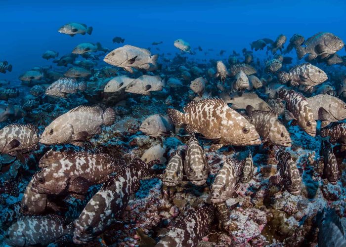 Plongée et Snorkelling en Polynésie. Banc de poissons dans la pass sud de Fakarava.