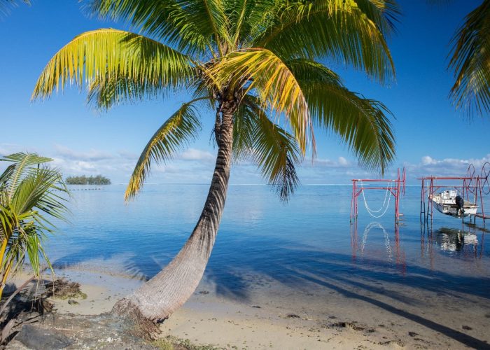 Vue d'un palmier sur la plage de l'hôtel Raiatea Lodge 3* à Raiatea
