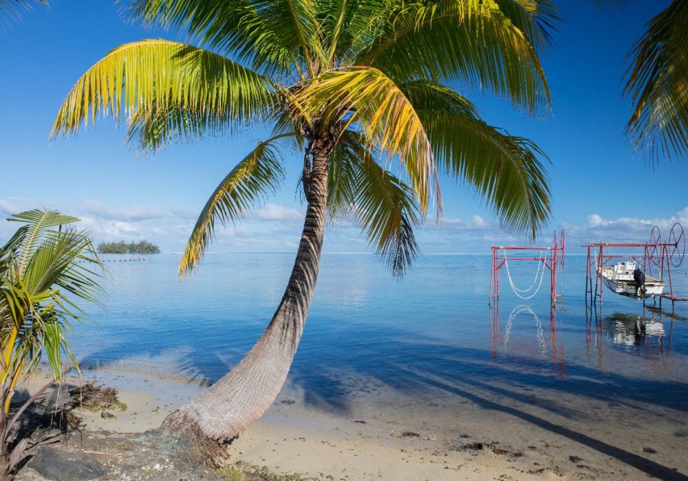 Vue d'un palmier sur la plage de l'hôtel Raiatea Lodge 3* à Raiatea