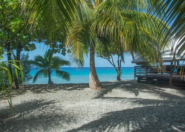 Pension Te Vahine Dream à Rangiroa - Cocotiers et lagon en arrière plan.