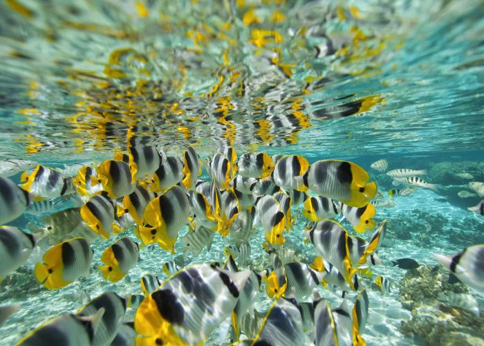 Plongée et Snorkelling en Polynésie - poissons tropicaux dans le jardin de corail à Taha'a.