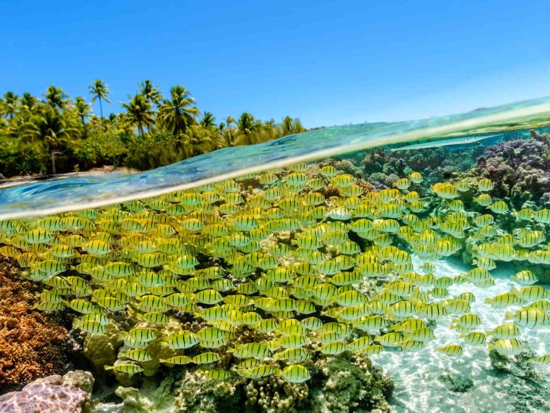 Hôtel Le Taha'a by Pearl Resorts 5*. Vue sous l'eau du jardin de corail de l'hôtel, avec une multitude de poissons tropicaux.