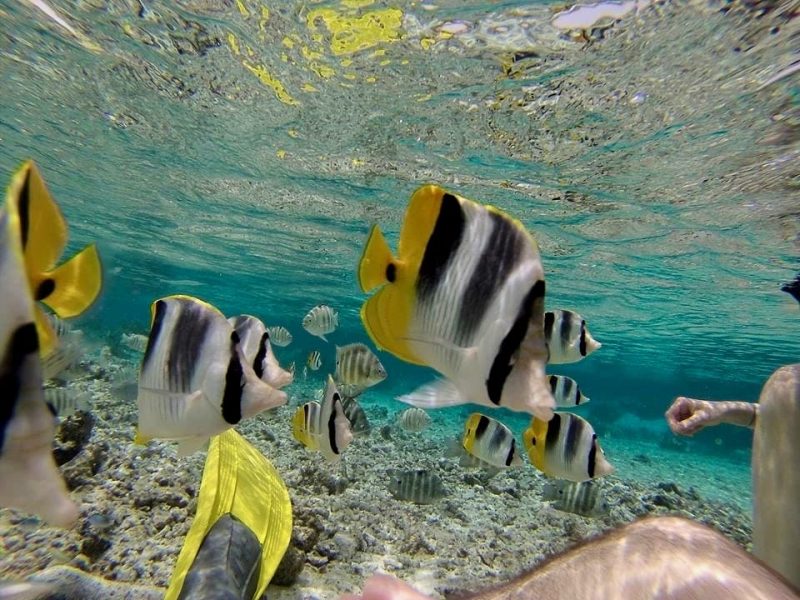 Poissons tropicaux dans le jardin de corail de l'hôtel Le Taha'a by Pearl Resorts 5*