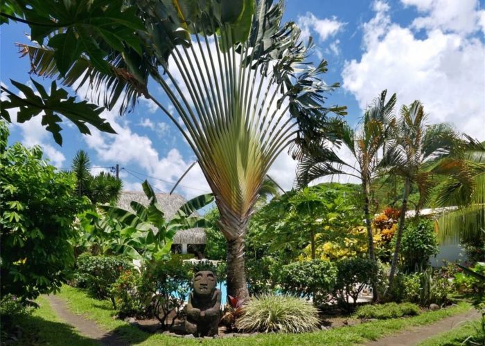 Pension de la Plage à Tahiti - vue panoramique sur la jardin tropical avec tiki en pierre et palmier voyageur au premier plan.