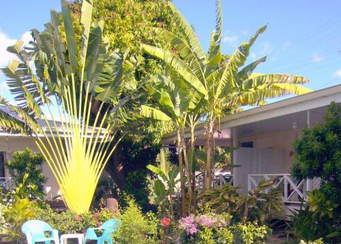 Pension de la Plage à Tahiti - jardin tropical avec palmier du voyageur à côté de la piscine.