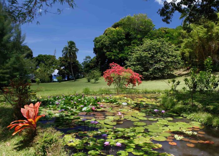 Pension Vanira Lodge à la presqu'île de Tahiti. Vue sur le jardin, l'étang et les nénuphars.