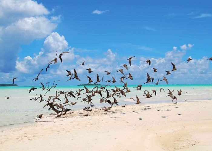 Hôtel the Brando 5* à Tetiaroa - envolée d'oiseaux sur la plage de l'hôtel.