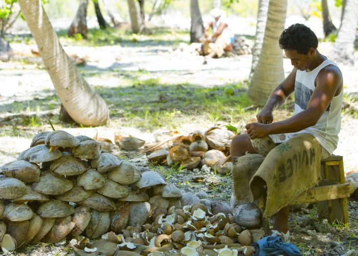 fabrication du coprah en Polynésie