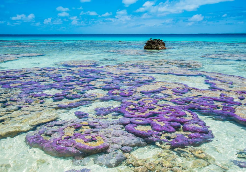 patates de corails violettes dans le lagon de l'archipel des Tuamotu