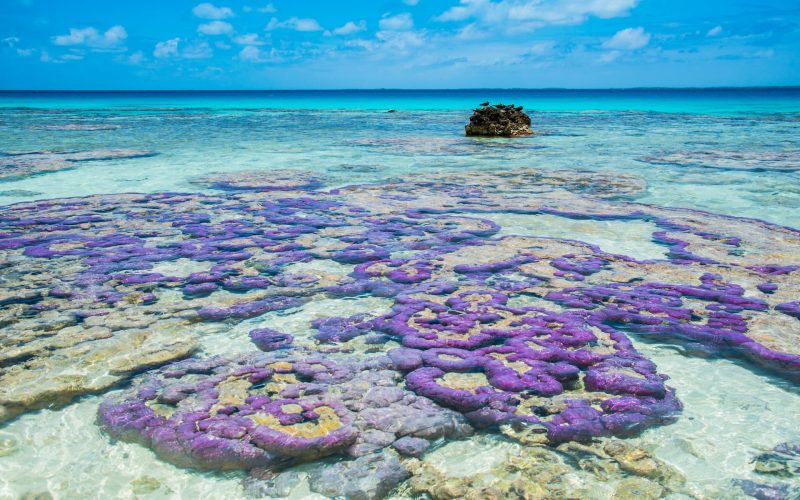 patates de corails violettes dans le lagon de l'archipel des Tuamotu