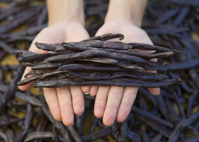 Gousses de vanille de tahiti tenu dans les mains