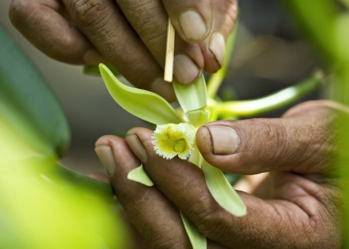 gros plan sur la pollinisation d'une orchidée pour la gousse de vanille polynésie